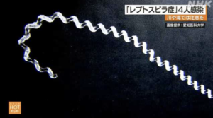 川や滝で要注意!【レプトスピラ症】の恐怖とは