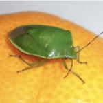 【大量発生】カメムシ注意報発令、対策方法を専門家がアドバイス！