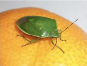 【大量発生】カメムシ注意報発令、対策方法を専門家がアドバイス!