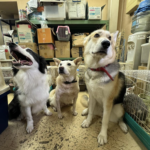 ありえない…【神奈川県警　押収した犬猫80匹が行方不明に】