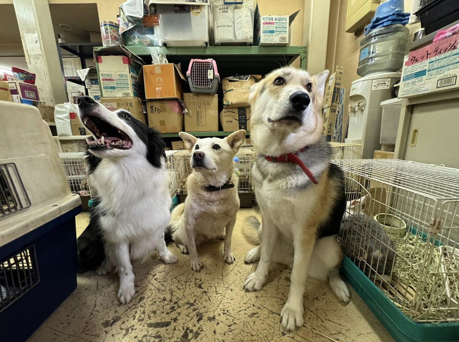 ありえない…【神奈川県警　押収した犬猫80匹が行方不明に】