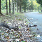 【ニュース映像あり】“リスVSエゾシカ”毒キノコムシャムシャ合戦...その結末は？