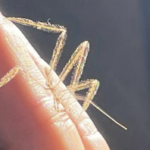 専門家も驚き！“空き家にホコリの塊みたいな虫”絶滅危惧種だった！