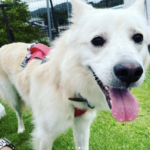 【ドッグランで愛犬追い回す小学生】マナーの悪さにドッグランも閉鎖に…