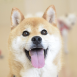 11月1日は犬の日！犬好き男性が選ぶ、最も愛される犬種は？