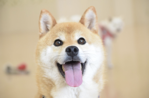 11月1日は犬の日!犬好き男性が選ぶ、最も愛される犬種は?