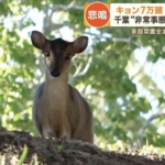 住民恐怖の鳴き声…千葉で急増『キョン』農作物被害も拡大