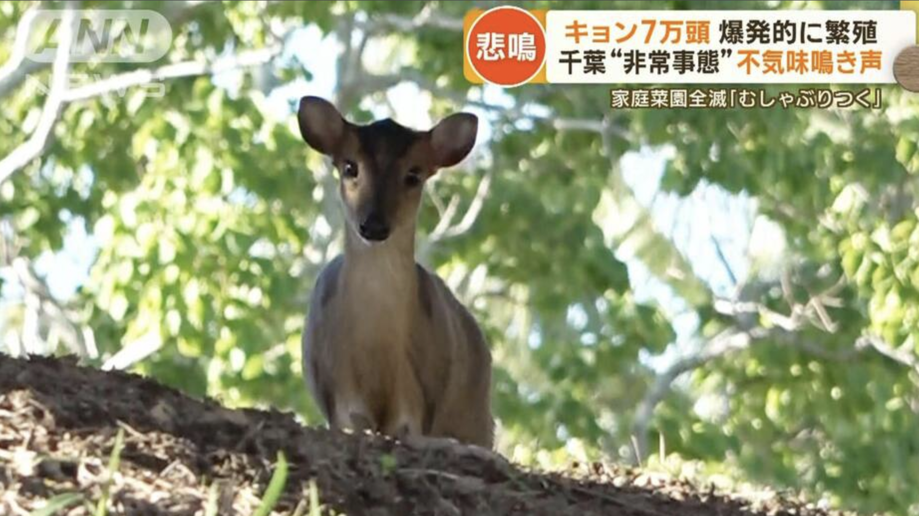 住民恐怖の鳴き声…千葉で急増『キョン』農作物被害も拡大