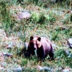 【日高福岡大ヒグマ事件】ヒグマの恐ろしさを知らしめた“土饅頭”とは