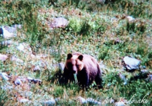 【日高福岡大ヒグマ事件】ヒグマの恐ろしさを知らしめた“土饅頭”とは