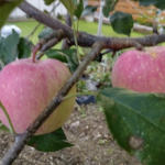 リンゴ試食で食中毒！？茨城・果樹園で毒性大腸菌O157、12人が病状を訴える