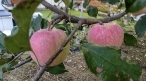 リンゴ試食で食中毒！？茨城・果樹園で毒性大腸菌O157、12人が病状を訴える