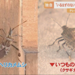 研究者も驚愕！テレビに映った「いるはずのないカメムシ」は青りんごの匂い！？
