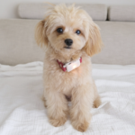 【イヌパシー】IT技術で愛犬の気持ちを読む！新しいペットサロンがオープン