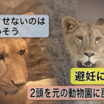 ”百獣の王”の飼育数は飽和状態！？ライオン避妊に批判が殺到！